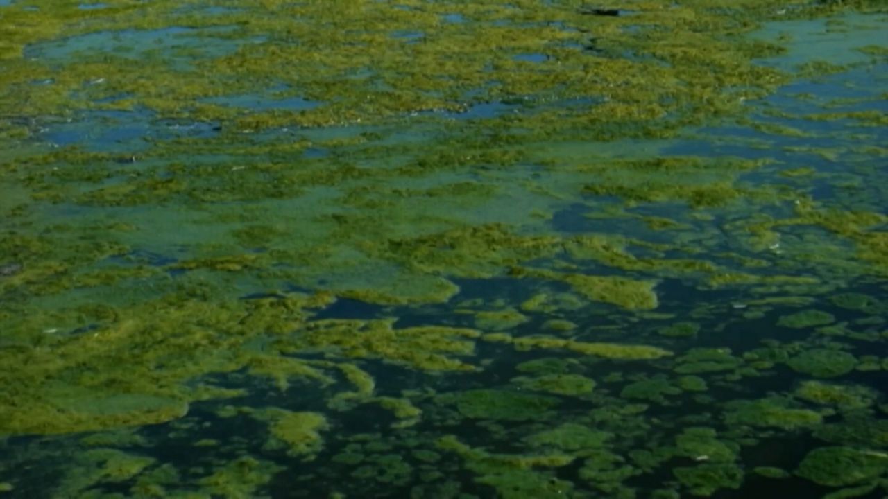 The history of algae blooms in Lake Erie