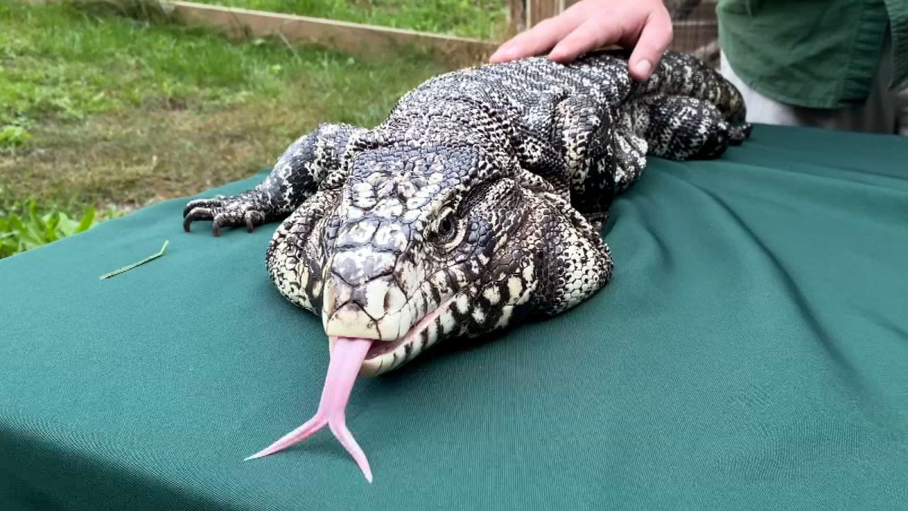 Australian Reptile Expo 2025 Grata Odelle