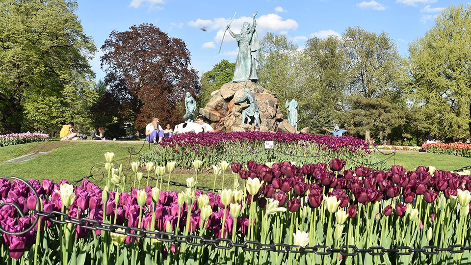 A Look At the 2019 Albany Tulip Festival