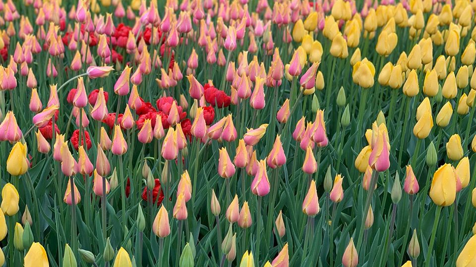 What You Should Know About the 2019 Albany Tulip Festival