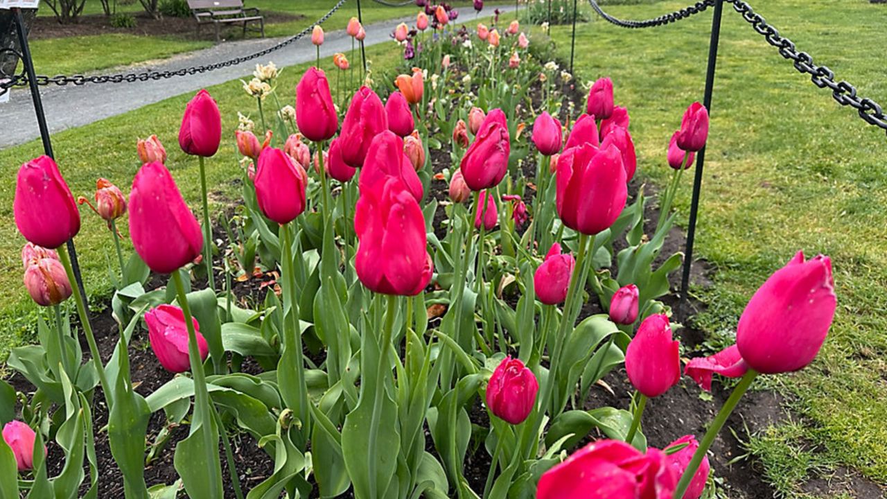 Albany's annual Tulip Festival in bloom