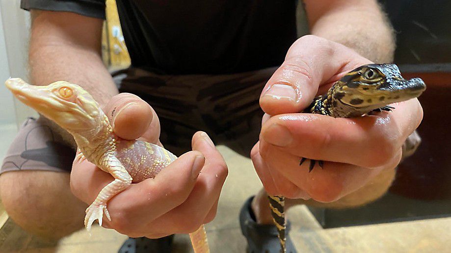 Rare albino alligator babies hatched at Wild Florida