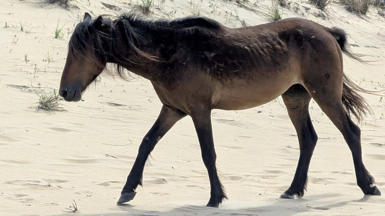 Alexander, a 5-year-old stallion on the Outer Banks of North Carolina, was hit and killed by a vehicle on June 14, 2025, according to the Corolla Wild Horse Fund. (Photo: Corolla Wild Horse Fund on Facebook)