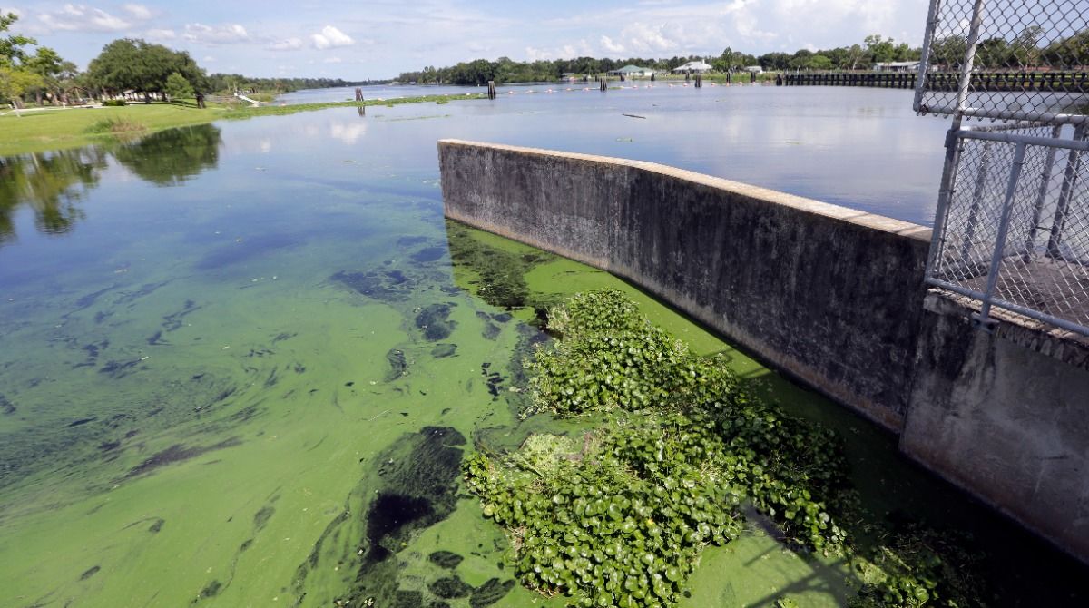 Algae bloom in Florida