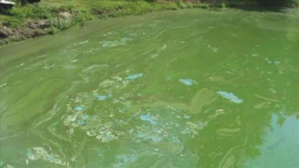 Fighting Algal Blooms in Auburn