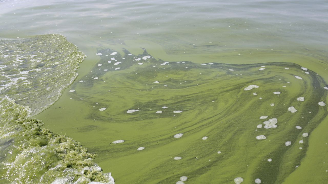 harmful algal bloom in water