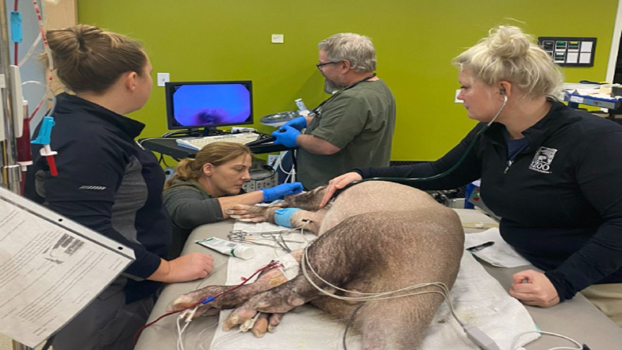 Cincinnati Zoo veterinary team gives Ali the aardvark a blood transfusion. (Photo Courtesy Cincinnati Zoo and Botanical Gardens)