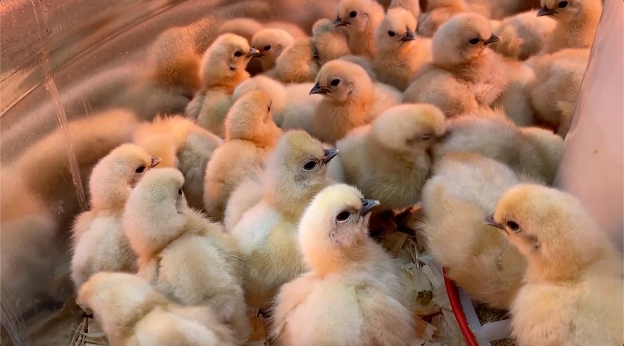 Chicks flying out of stores as more Ohioans raising birds