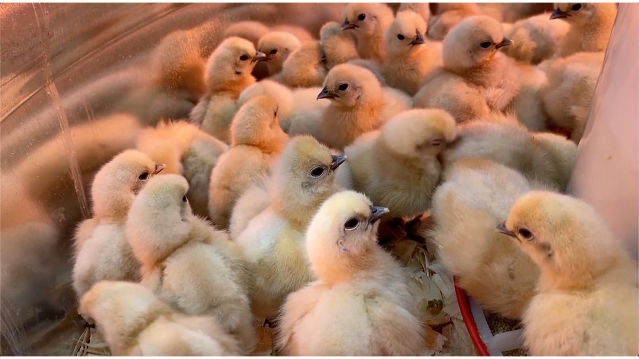 Chicks flying out of stores as more Ohioans raising birds