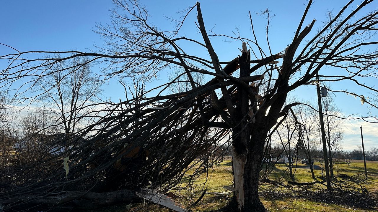 Recapping the December 9th tornadoes.A tree in Allensville, Ky. is snapped in half following severe weather on Dec. 9, 2023. (Spectrum News 1/Tyler O'Neill)