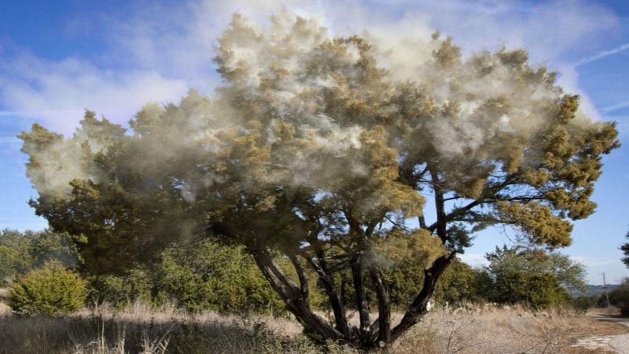 A tree unleashes pollen into the air
