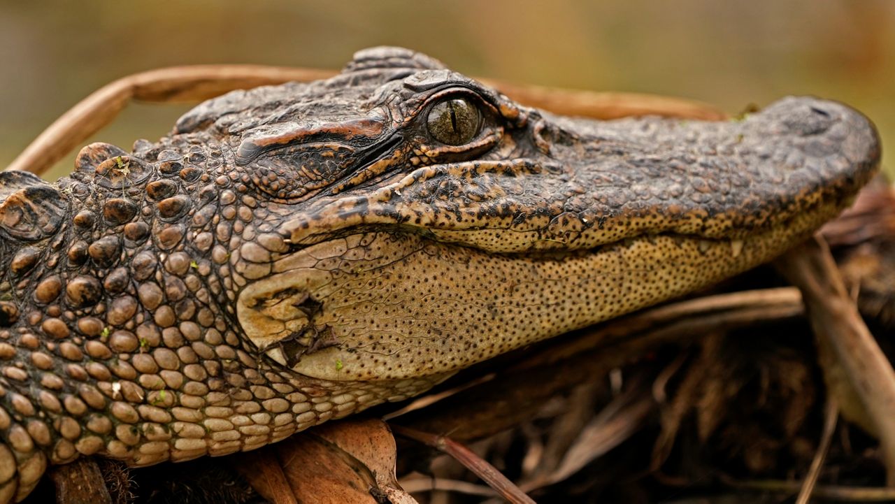 A small alligator sits on a log along a bank in the Maurepas Swamp on Dec. 13, 2020, in Ruddock, La. (AP Photo/Gerald Herbert, File)