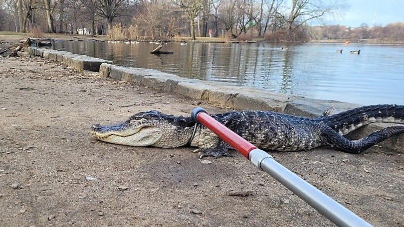 alligator in Prospect Park Lake