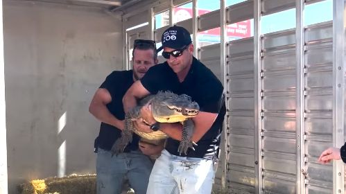 Alligator allegedly taken from zoo returned 20 years later