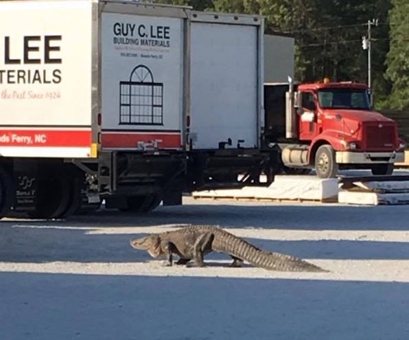 Large Alligator Spotted in Sneads Ferry Parking Lot