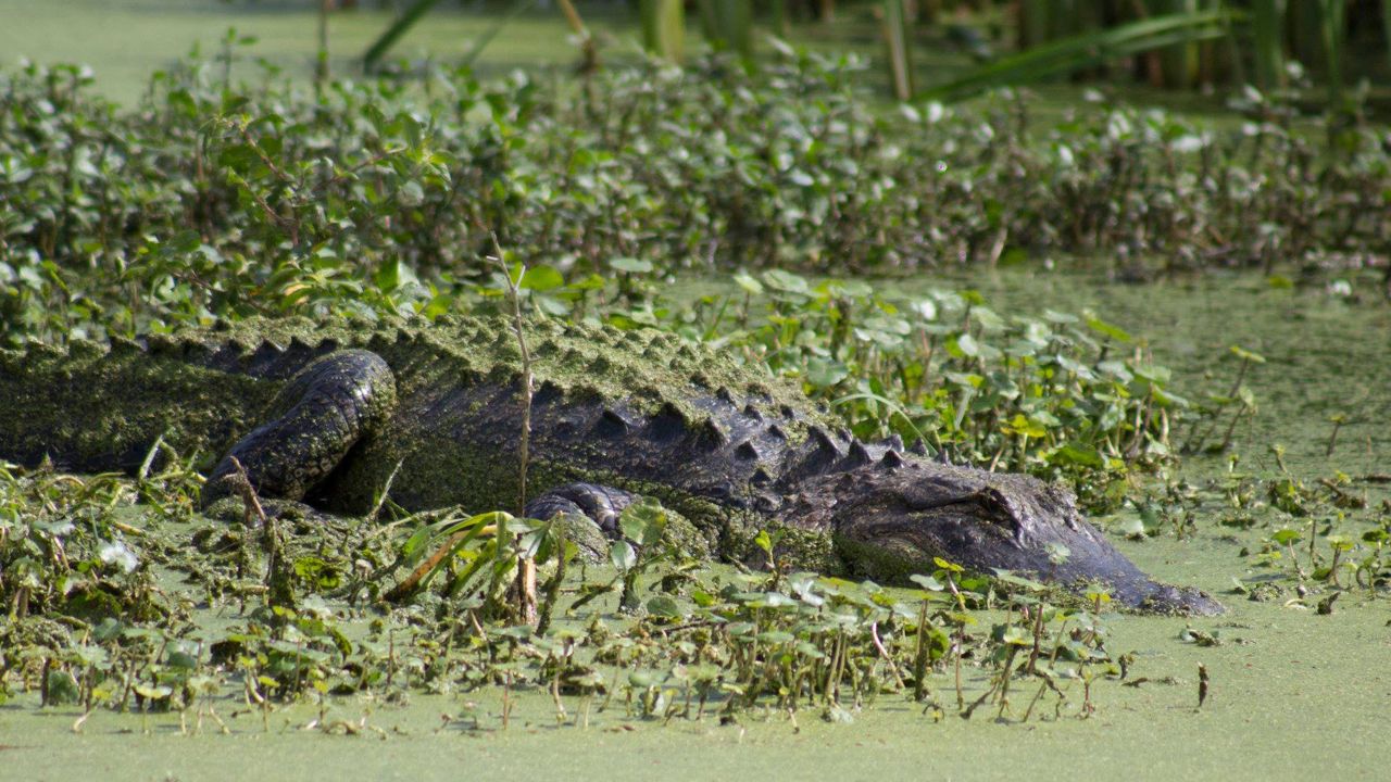24-hour alligator hunting now allowed in Florida