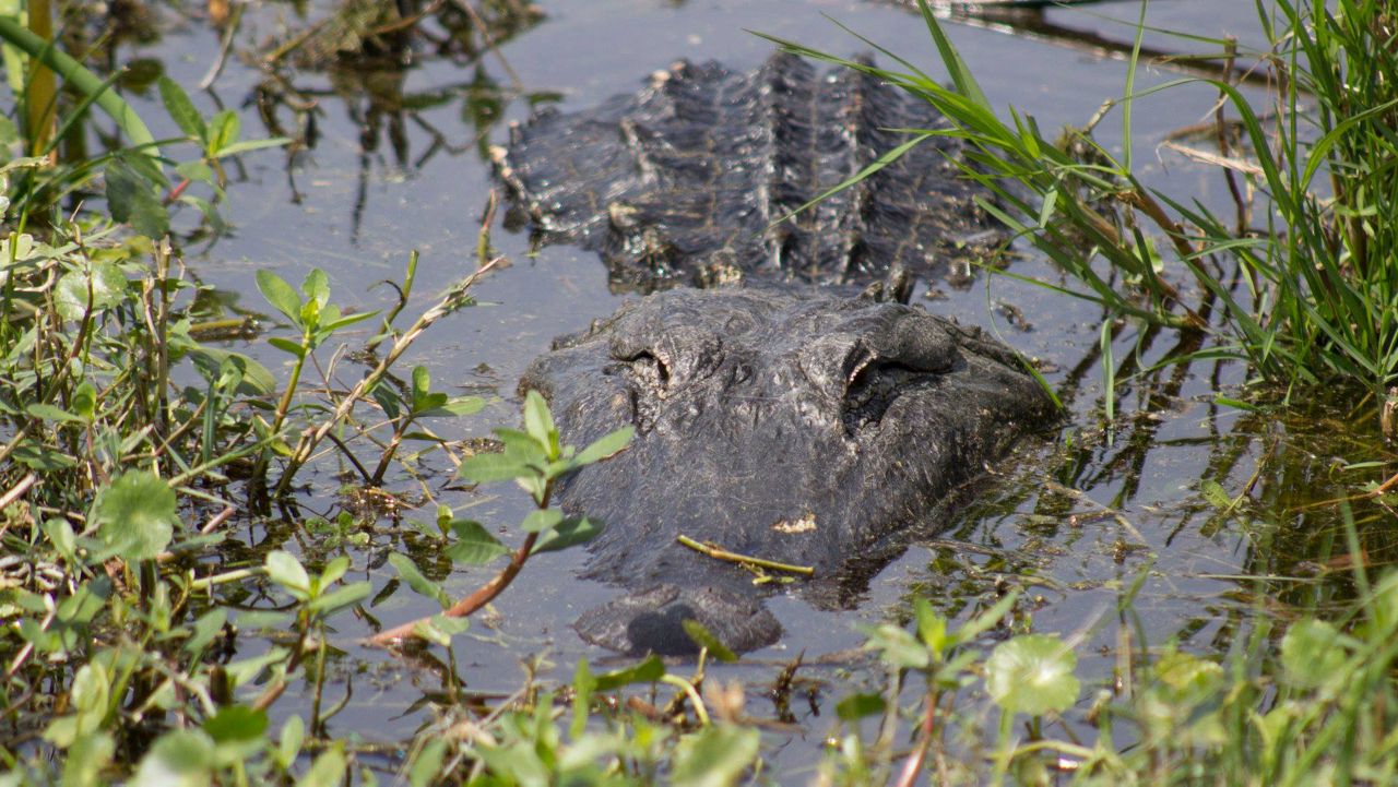 Alligator with missing top jaw receiving care at Gatorland
