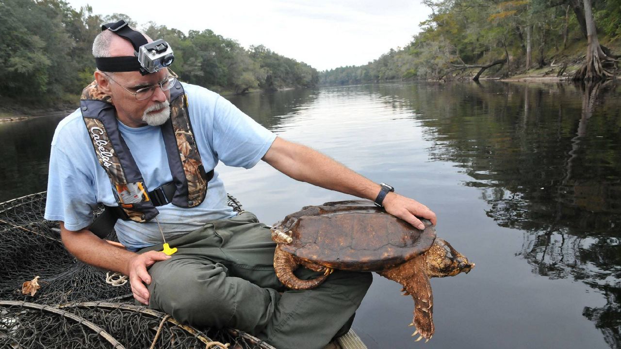 Florida Fish and Wildlife Conservation Commission's Kevin Enge researches alligator snapping turtles and helps to preserve their habitat. (cr: Tim Donovan/FWC)