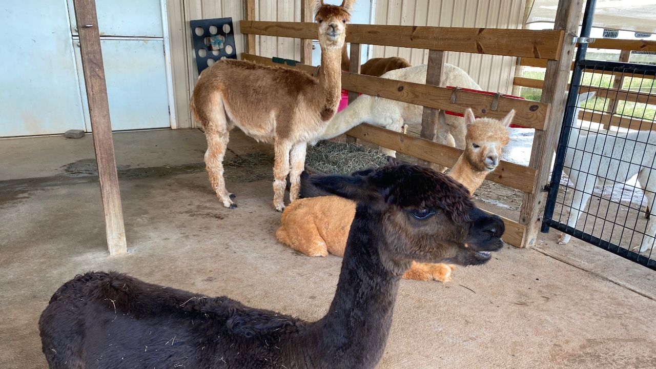 North Carolina Alpaca Farm Goes Up for Sale