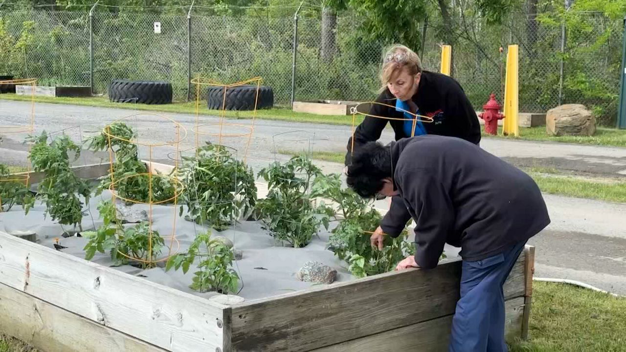 two people tending to a bed in a community garden