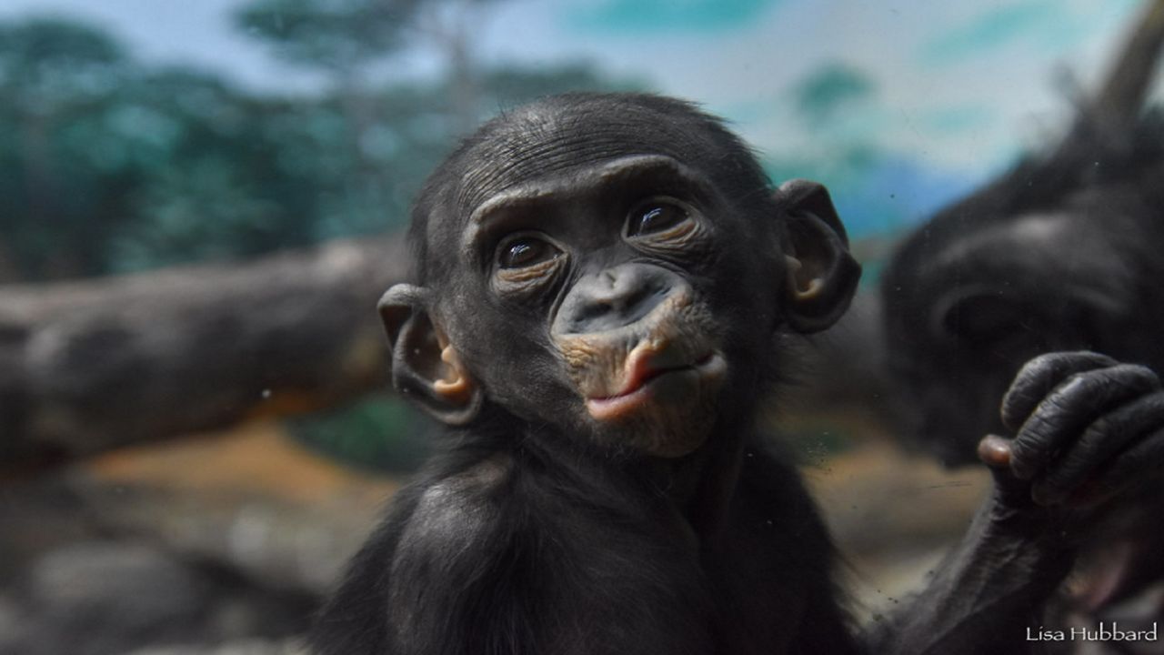 Cincinnati Zoo & Botanical Gardens bonobo dies from RSV