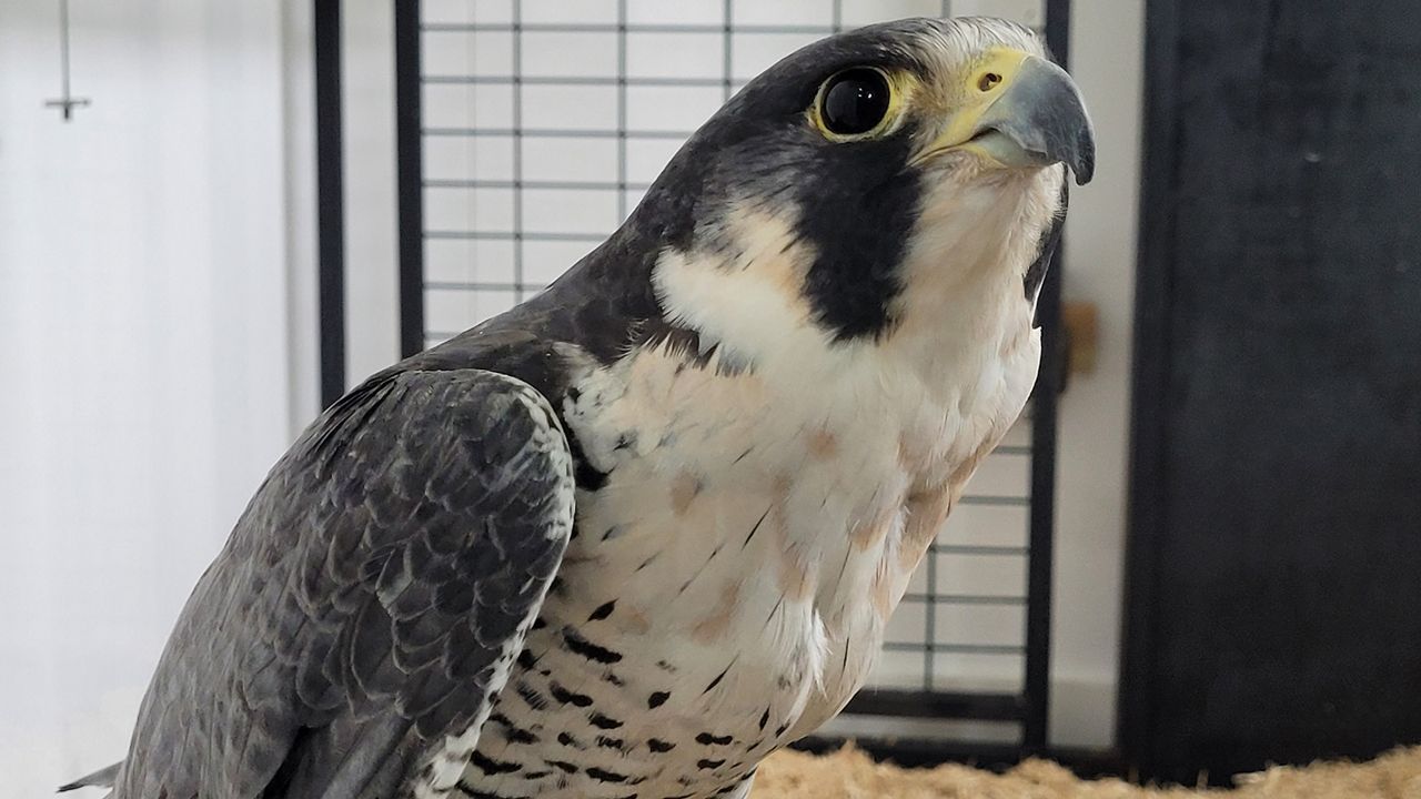 Amelia, the Peregrine falcon. (Photo courtesy of the Wildwood Park and Zoo)