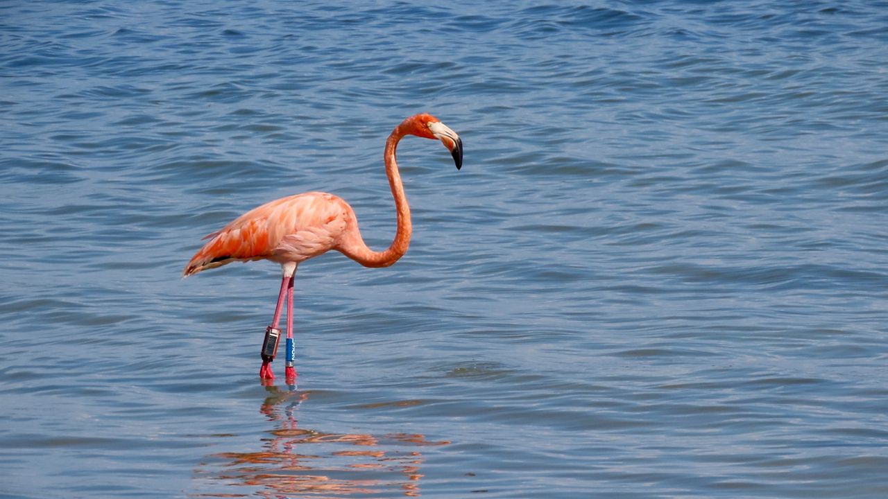 https://s7d2.scene7.com/is/image/TWCNews/american_flamingo_kara_cook_audubon_florida_FL