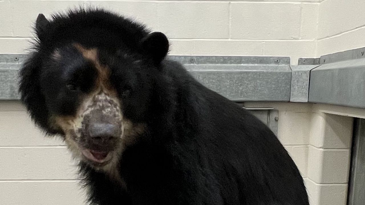 The St. Louis Zoo's Andean bear named Ben. The St. Louis Zoo announced Tuesday, March 21, 2023, that the escape-artist bear from Missouri is headed to a Texas zoo with a moat in hopes it will put an end to his wandering. (St. Louis Zoo)