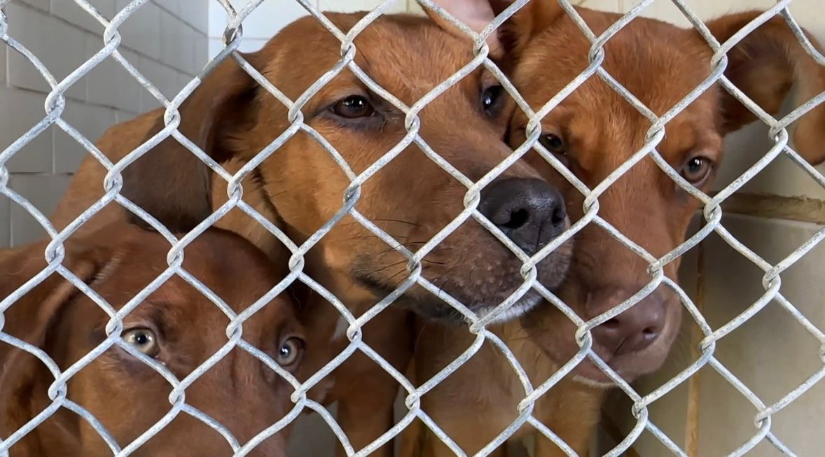 Dogs at CMPD Animal Care & Control