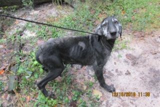 The Hernando County Sheriff's Office Animal Enforcement Officers seized over a dozen dogs from a Brooksville kennel on Friday. (Hernando County Sheriff's Office)