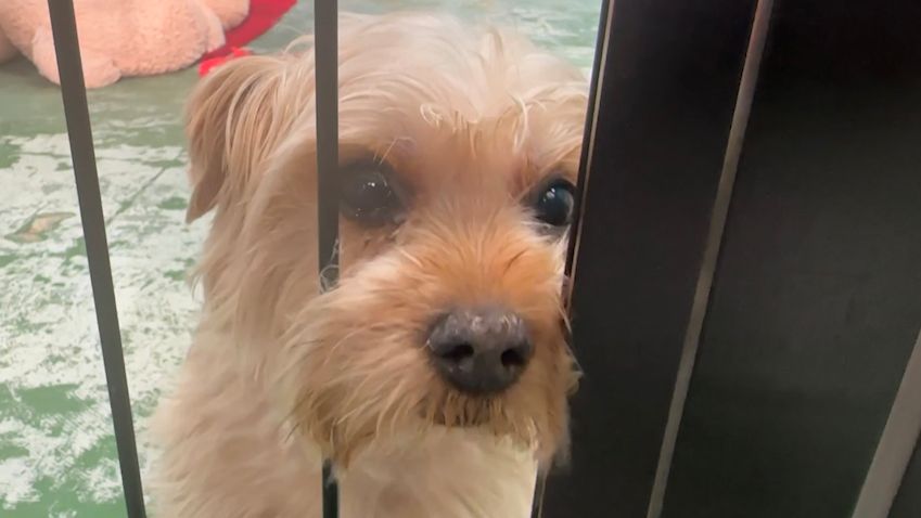 Orange County Animal Services has announced that it will be waiving adoption fees for all shelter dogs due to a recent increase in dog intakes. (File Photo)