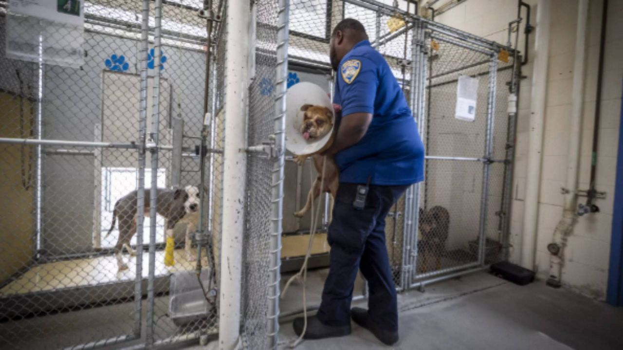 Shelters euthanizing more dogs despite promises to save them