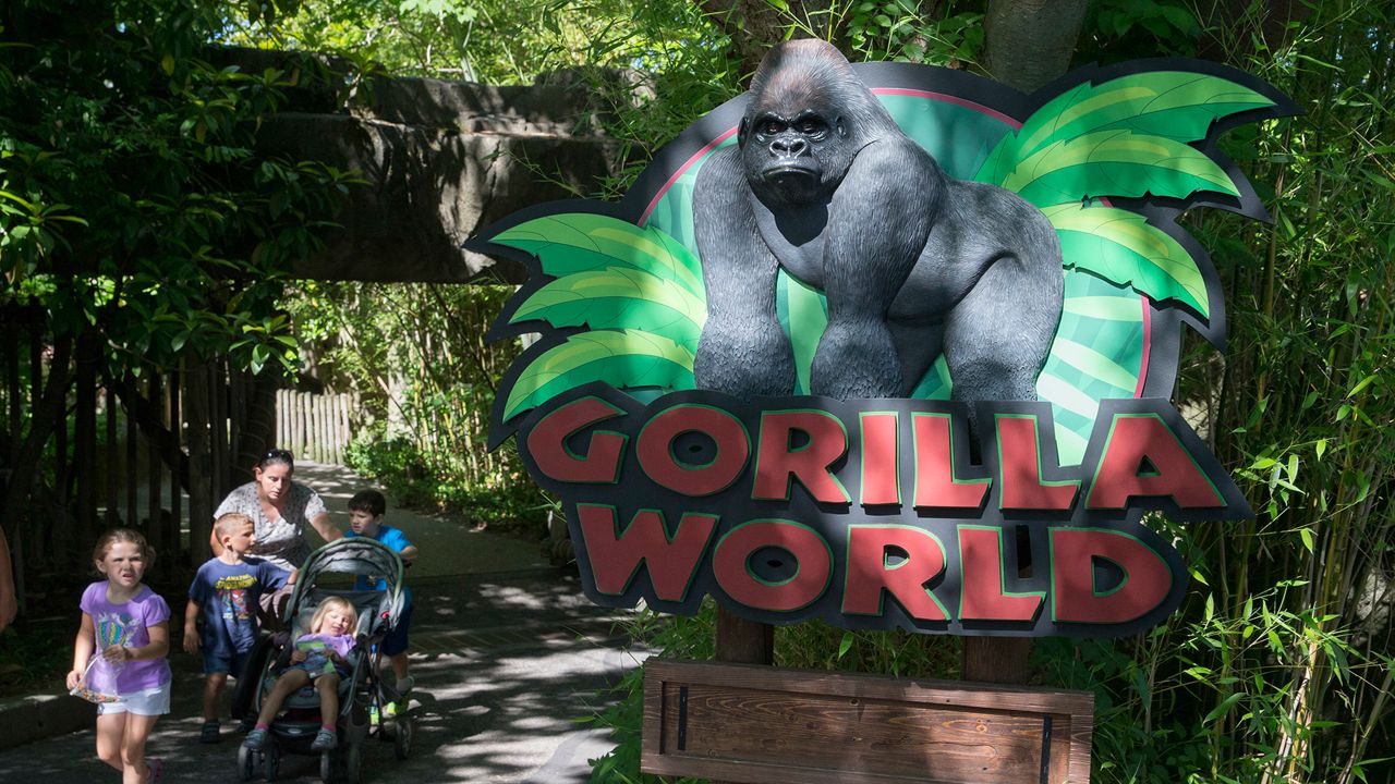 Gorilla World