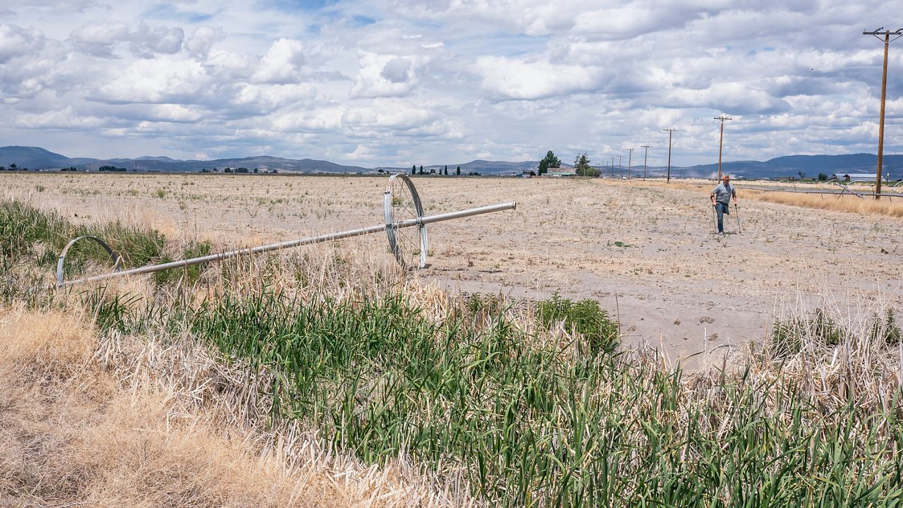 In this June 9, 2021, file photo, Farmer Ben DuVal walks past a dry irrigation pipe in a field he had rented for crops this year but was unable to plant due to the water shortage in Tulelake, Calif. (AP Photo/Nathan Howard, File)