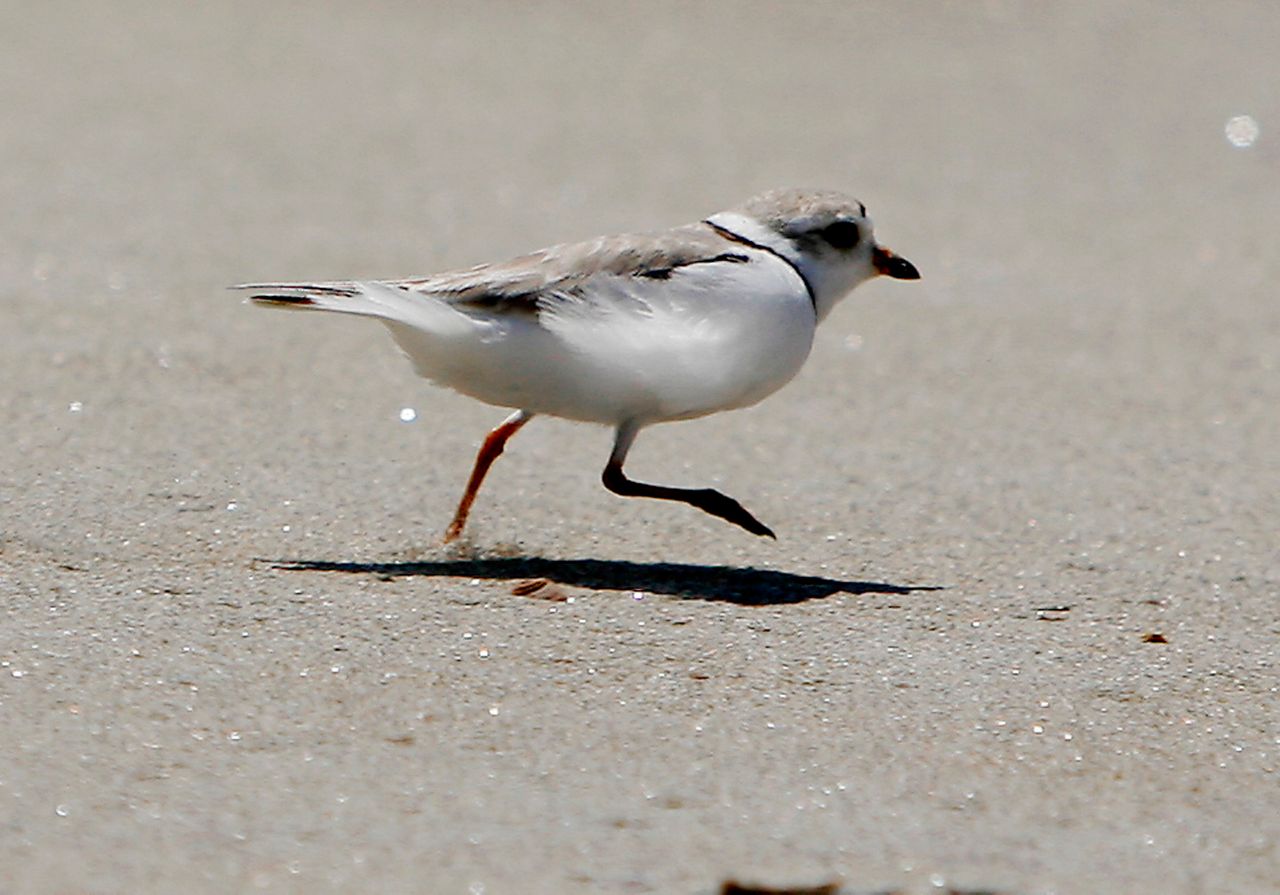 A piping plover runs across the beach in Phippsburg, Maine, in June 2006. The threatened shorebird is being seen in record numbers on Maine beaches during summer 2022. (AP Photo/Pat Wellenbach, File)