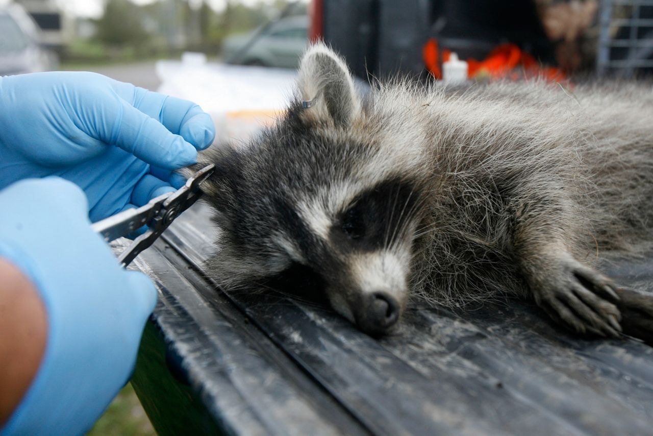 A tranquillized raccoon has its ear tagged by U.S. Department of Agriculture wildlife specialist Robert Acabbo in Grand Isle, Vt., Thursday, Sept. 27, 2007.   (AP Photo/Toby Talbot, File)