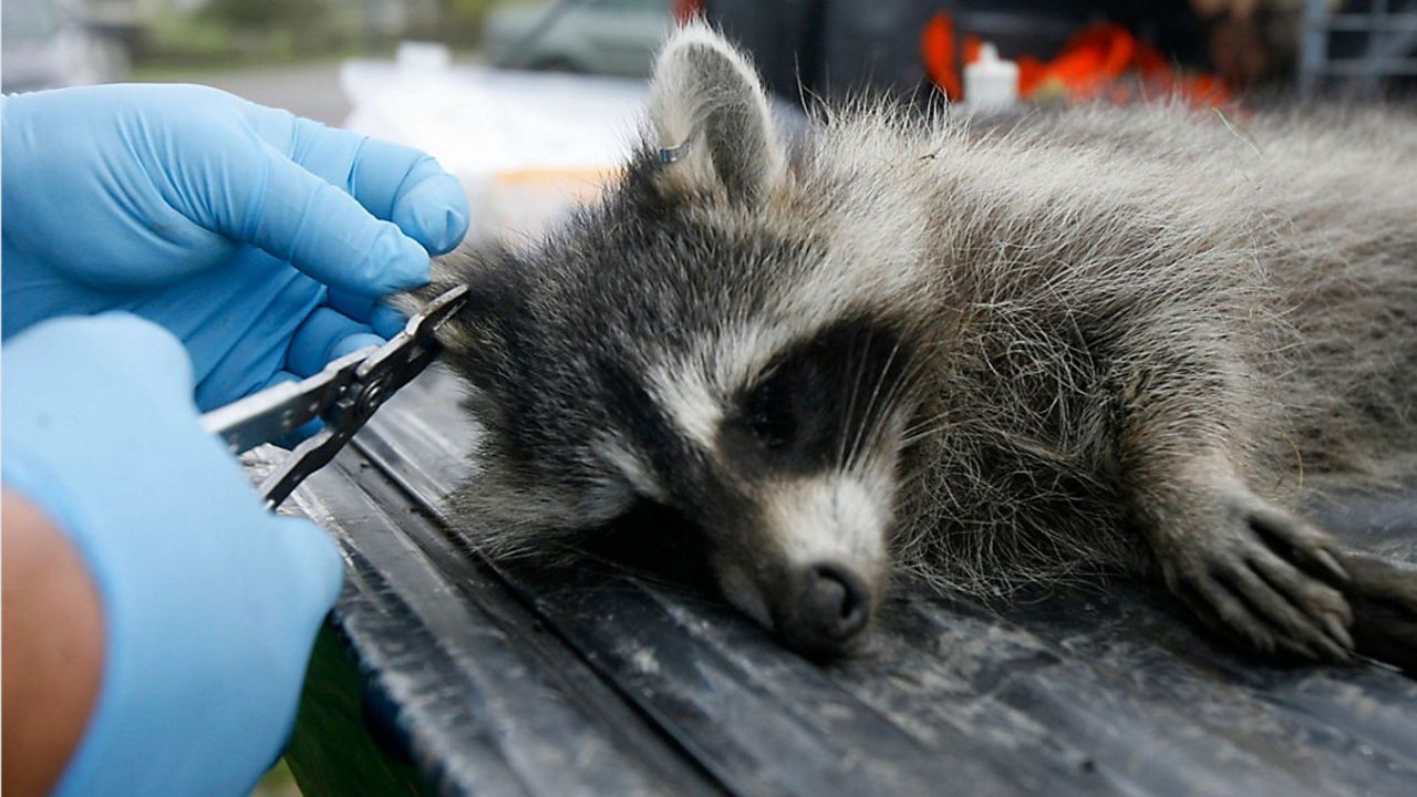 A tranquillized raccoon has its ear tagged by U.S. Department of Agriculture wildlife specialist Robert Acabbo in Grand Isle, Vt., Thursday, Sept. 27, 2007.  (AP Photo/Toby Talbot, File)