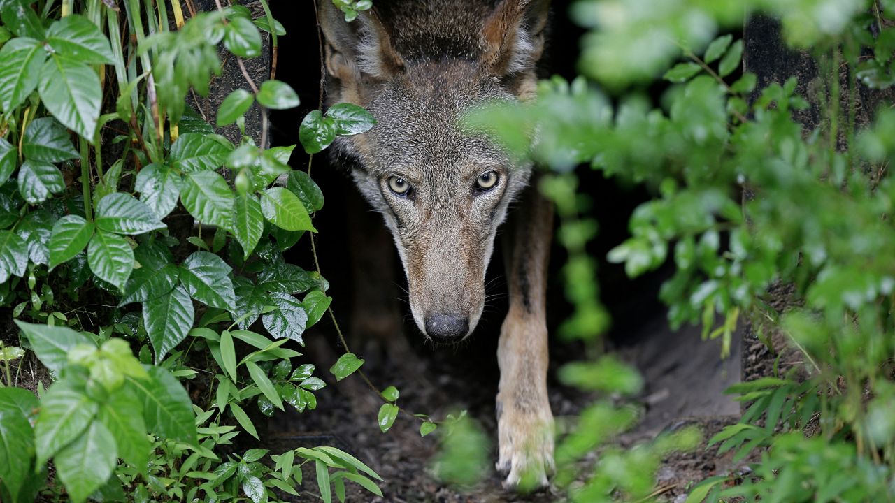 The US FWS will start releasing red wolves again in eastern North Carolina after a new court order from a federal judge in Raleigh. 