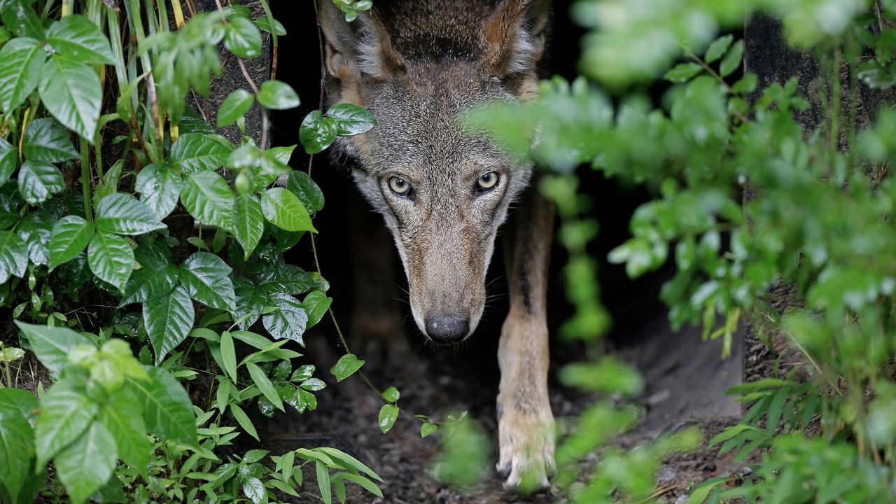 A red wolf emerges from her den at the Museum of Life and Science in Durham, N.C., on May 13, 2019. (AP file photo/Gerry Broome)