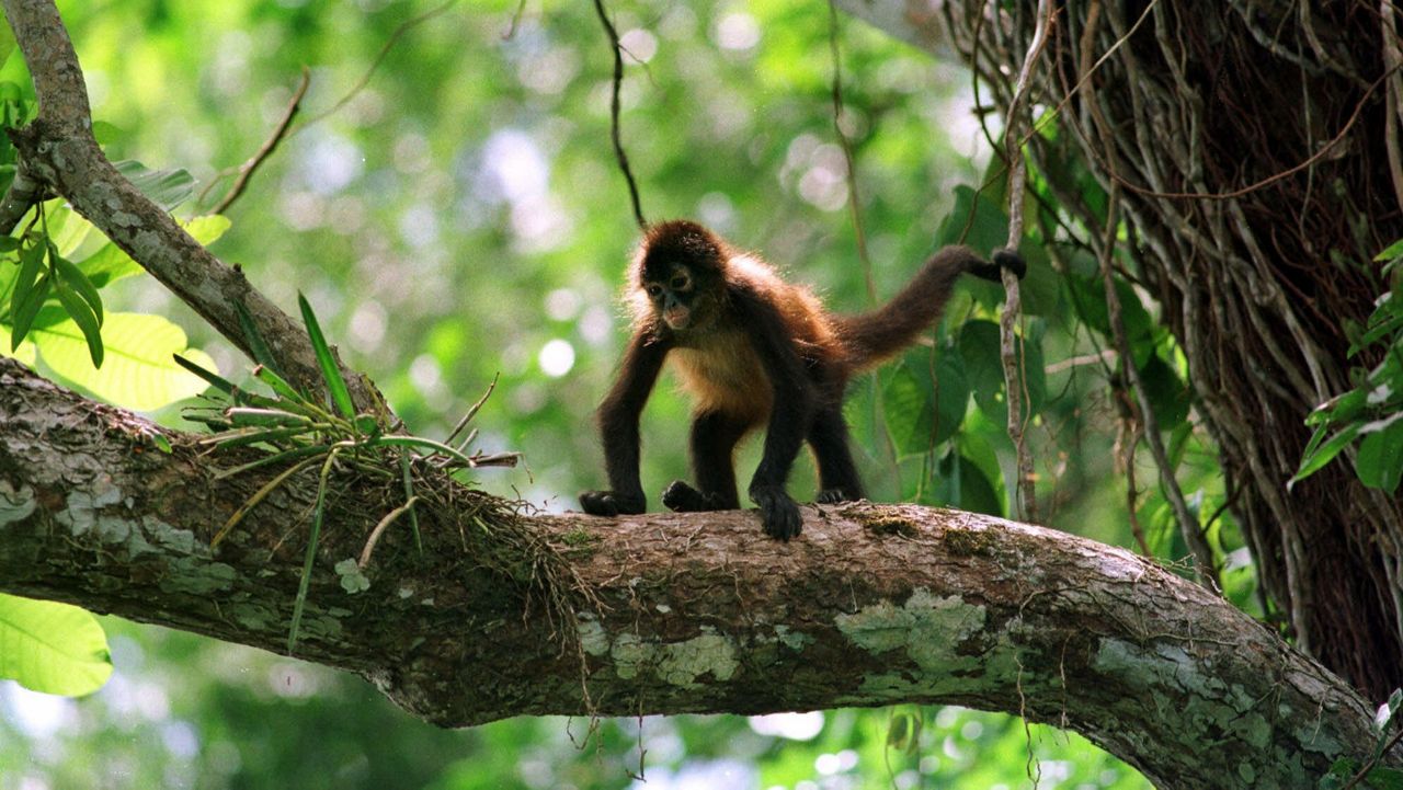 Woman who entered monkey enclosure to be charged