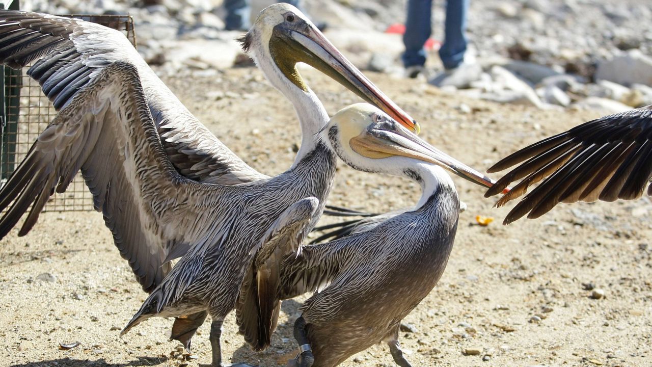 Some of the 14 California brown pelicans are released into the wild by members and volunteers with the International Bird Rescue Research Center (IBRRC) at the beach in San Pedro, Calif. on Feb. 10, 2010. (AP Photo/Damian Dovarganes)