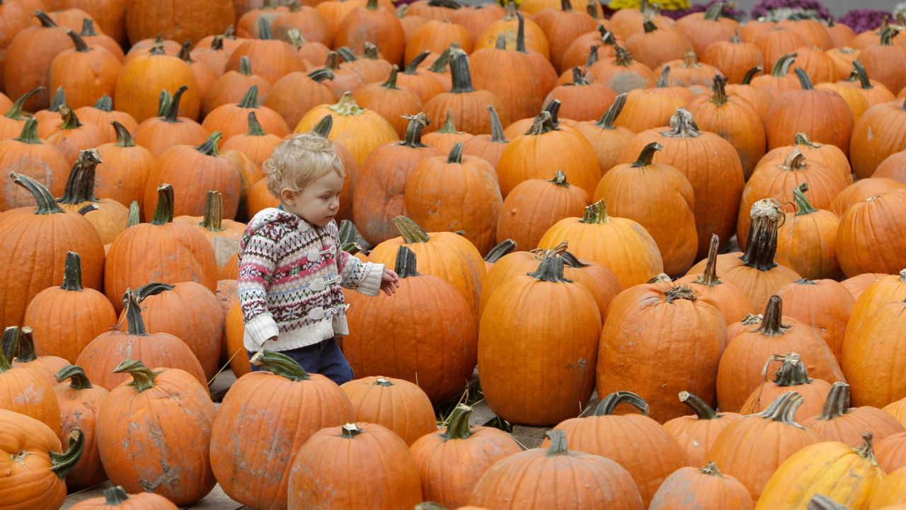 A child wanders through a pumpkin patch. (AP Photo/Tony Dejak)