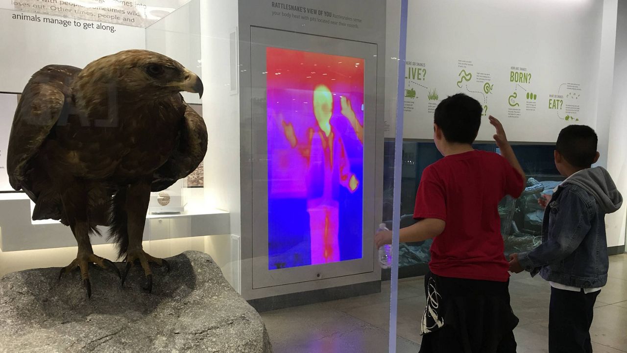 School children stand in front of a thermographic camera to simulate the vision of rattle snakes at the Urban Nature Research Center at Los Angeles' Natural History Museum, on Wednesday, April 13, 2016. (AP Photo/Damian Dovarganes)