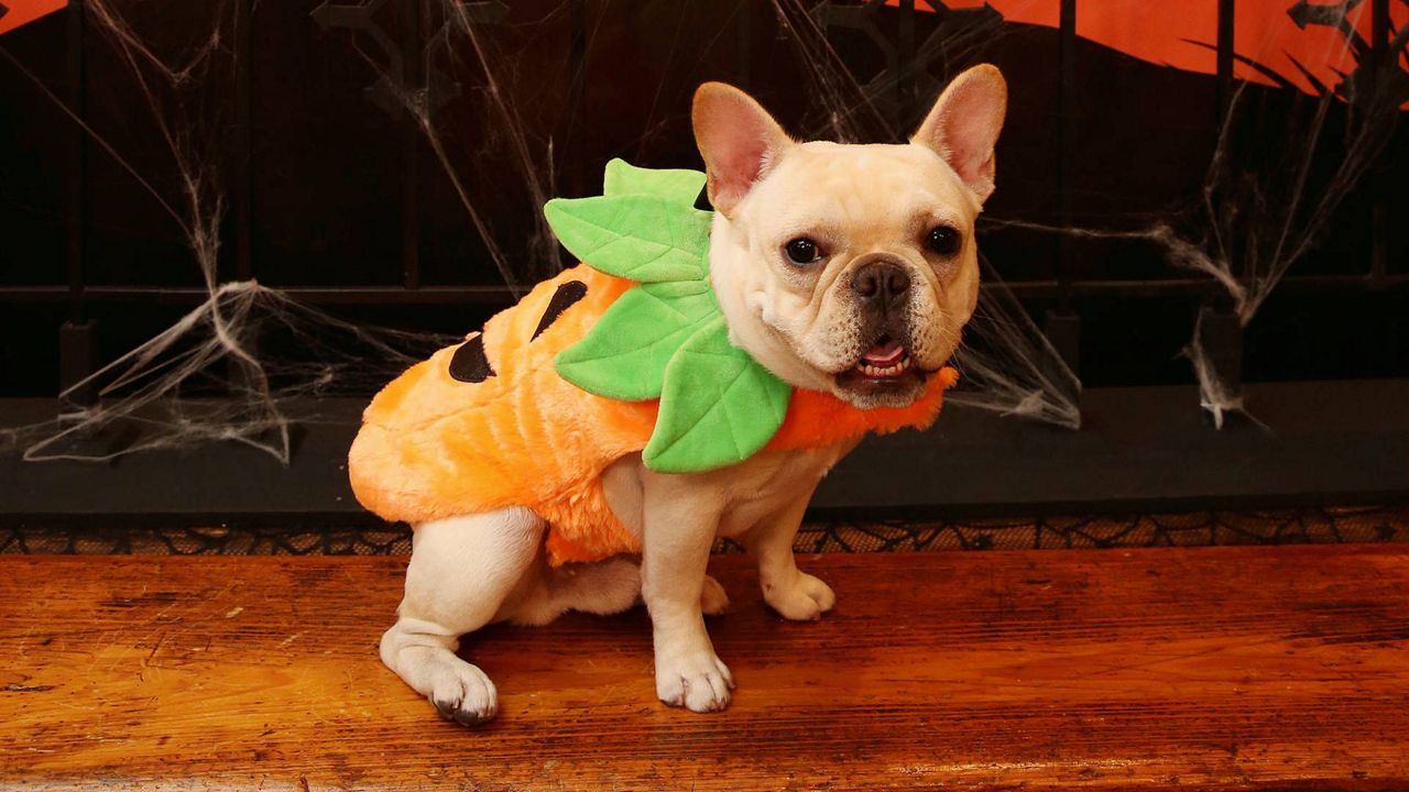 An adorable French Bulldog sports the classic pumpkin costume, a best-seller from PetSmart, at its 2017 Fall/Halloween collection launch event in New York City. (Amy Sussman/AP Images for PetSmart)