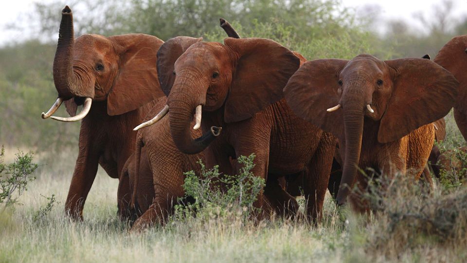 In this file photo taken Tuesday, March 9, 2010, elephants use their trunks to smell for possible danger in the Tsavo East national park, Kenya. The Trump administration is lifting a federal ban on the importation of body parts from African elephants shot for sport. (AP Photo/Karel Prinsloo, File)