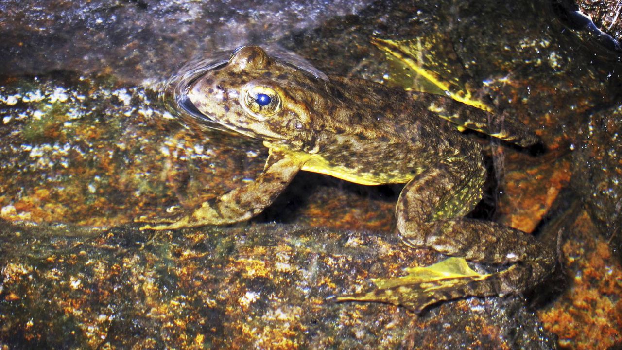 This Aug. 10, 2013 file photo shows a rare mountain yellow-legged frog in an alpine lake in Kings Canyon National Park, in California's Sierra Nevada. (AP Photo/Brian Melley)