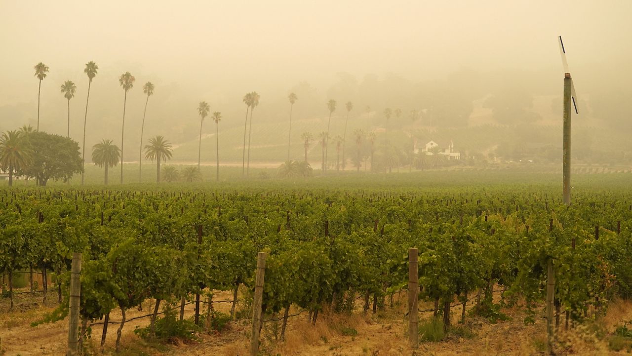 Smoke and haze from wildfires hovers over a vineyard Thursday morning, Sept. 10, 2020, in Sonoma, Calif. (AP Photo/Eric Risberg)