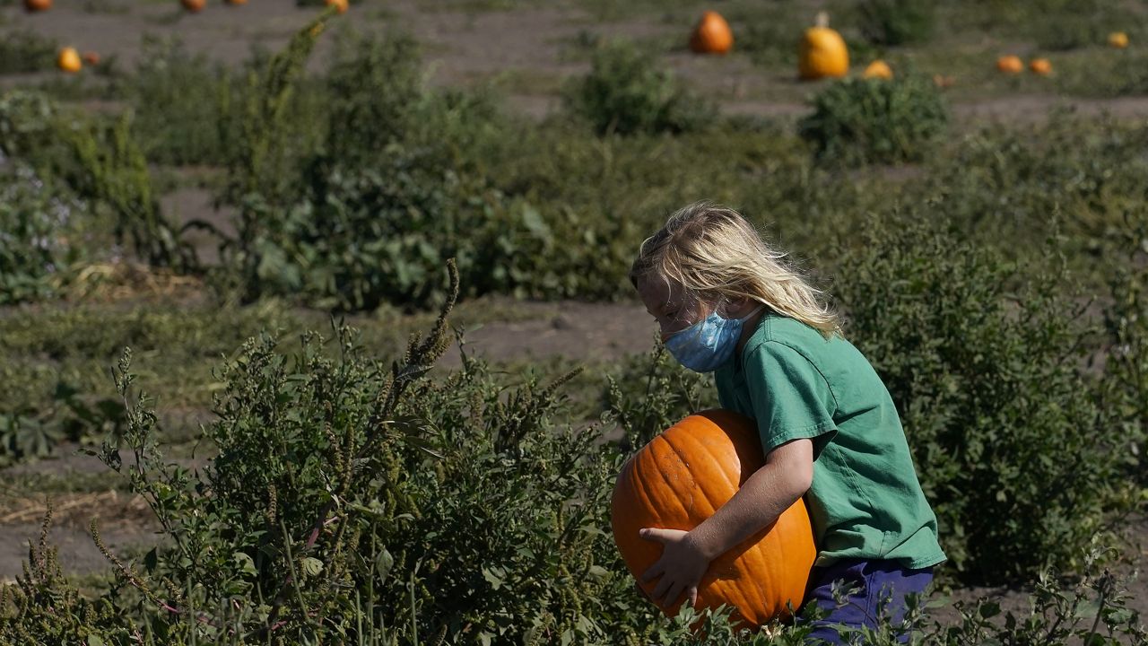 Joshua Young-Duyan, 7, carries a pumpkin to his mom at Bob's Pumpkin Patch in Half Moon Bay, Calif., Monday, Oct. 12, 2020. Ten California counties were cleared to ease coronavirus restrictions Tuesday, including some in the Central Valley that saw major case spikes over the summer, but the state's top health official warned that upcoming Halloween celebrations pose a risk for renewed spread. (AP Photo/Jeff Chiu)