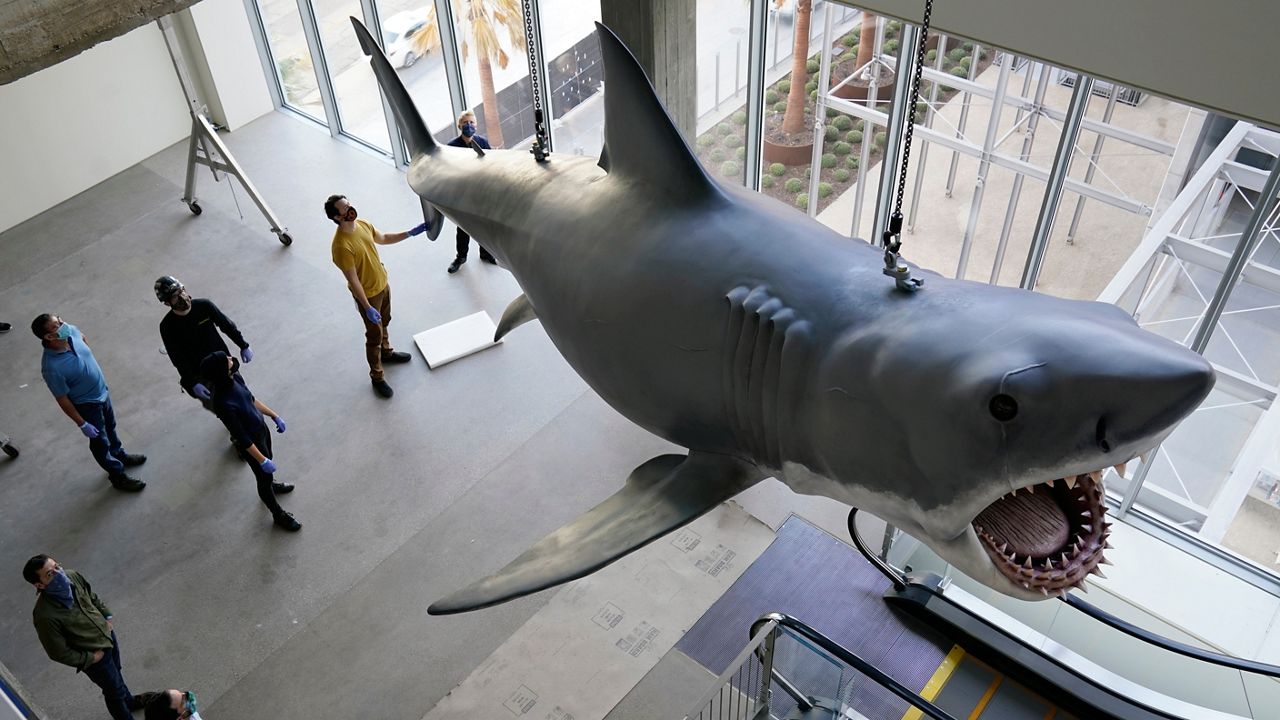 Museum workers look on as a fiberglass replica of Bruce, the shark featured in Steven Spielberg's classic 1975 film "Jaws" is lifted into a suspended position for display at the new Academy of Museum of Motion Pictures, Friday, Nov. 20, 2020, in Los Angeles. (AP Photo/Chris Pizzello)