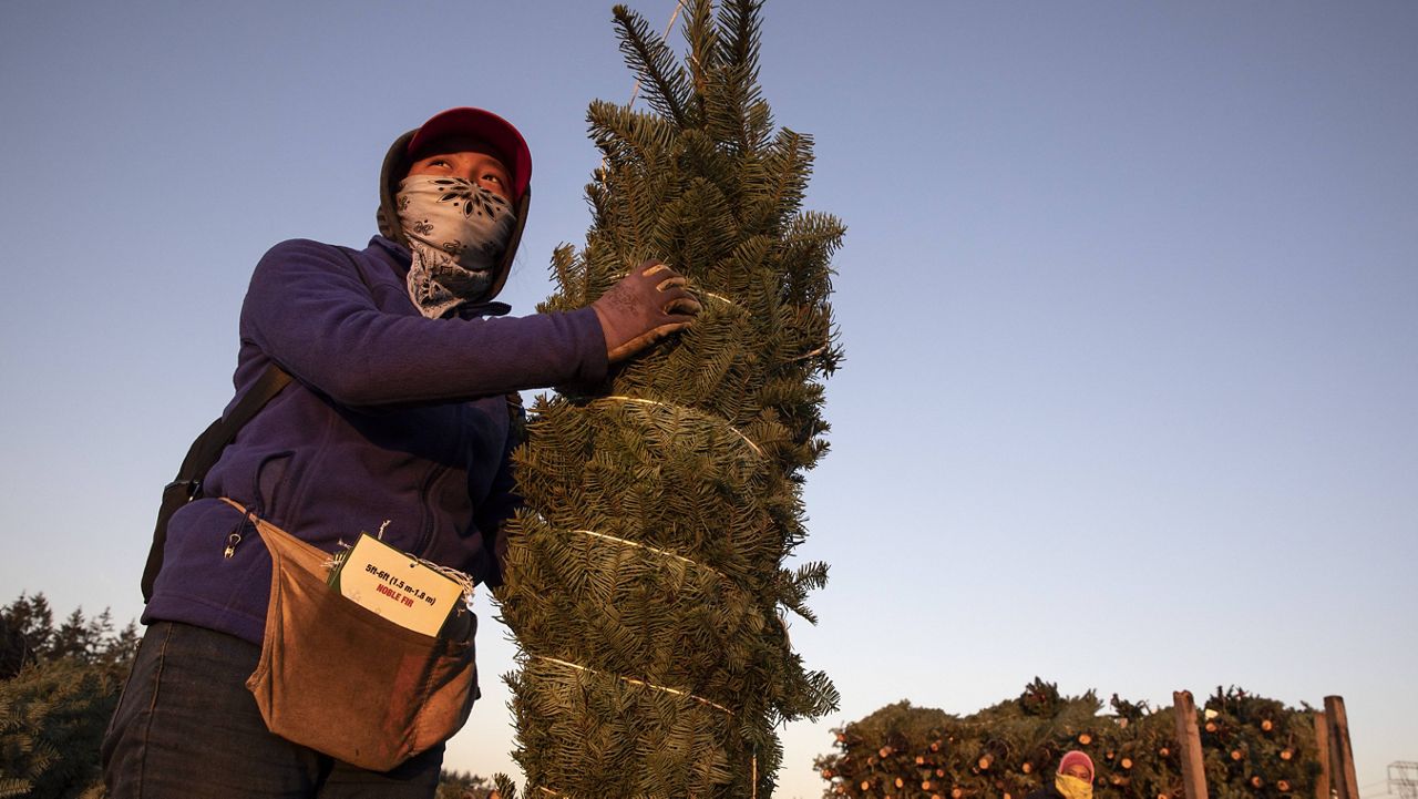 A worker holds a bundled Christmas tree ready for shipment at McKenzie Farms on Saturday in Oregon City, Ore. (AP Photo/Paula Bronstein) 